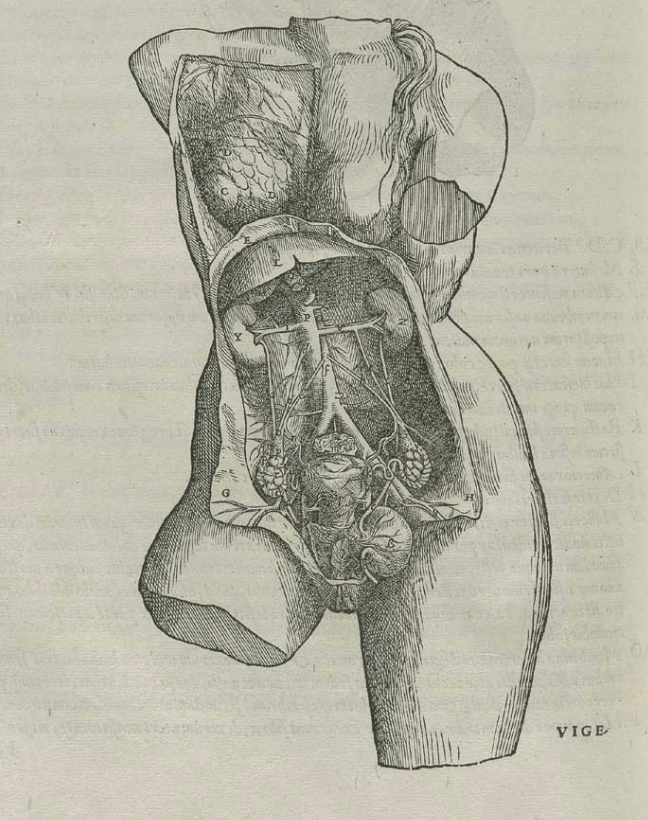 The female pelvic anatomy. From Andreas Vesalius' De Corporis Humani Fabrica, 1543.